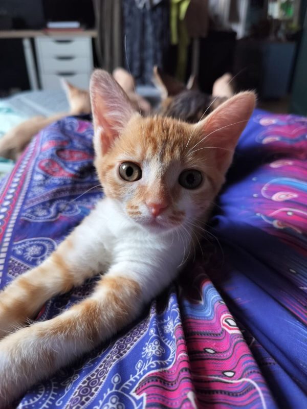 STENCIL - Chat à adopter