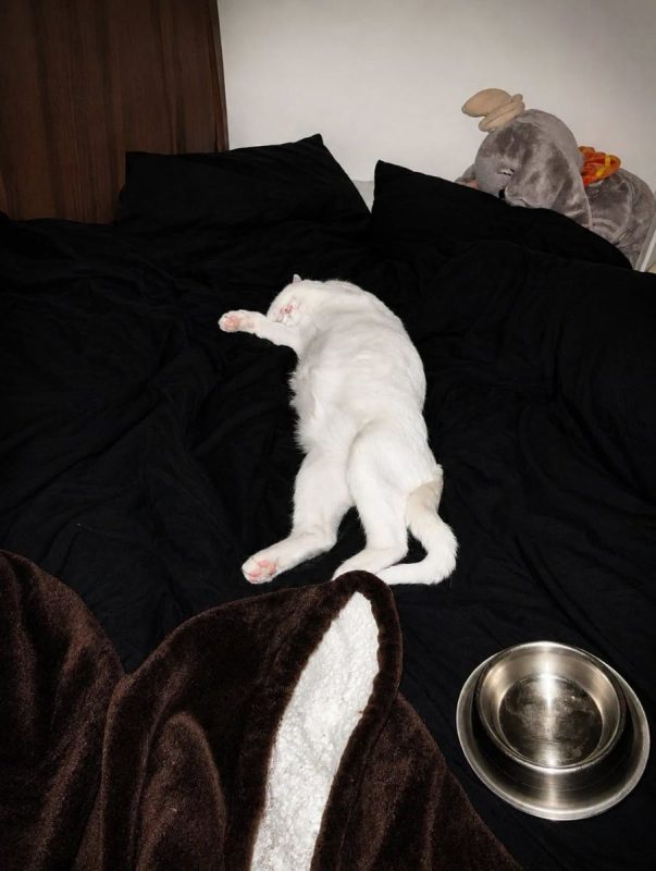 MAX - Chat Européen à adopter - photo 2