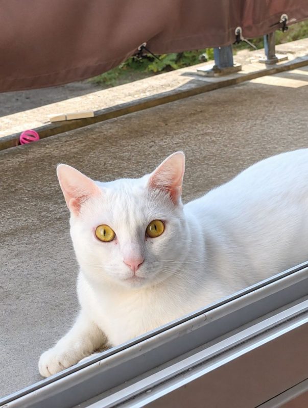 MAX - Chat Européen à adopter - photo 3