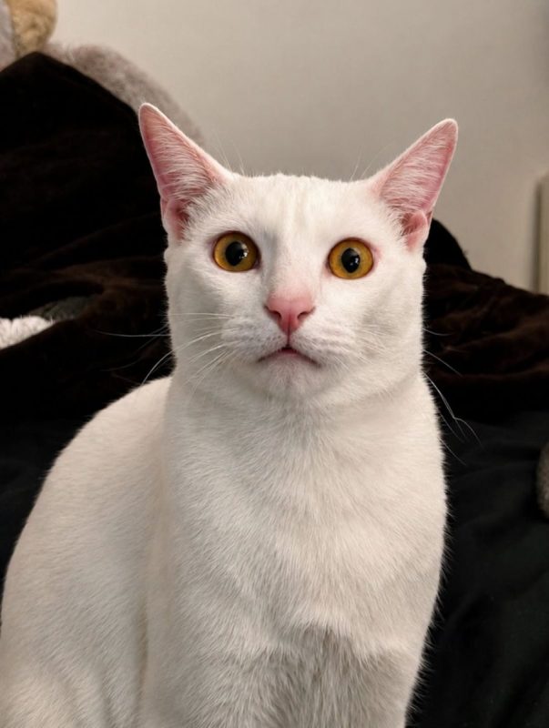 MAX - Chat Européen à adopter