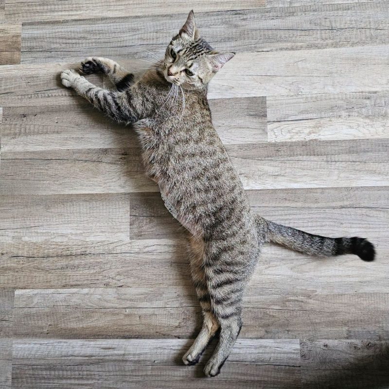 NALA - Chat Européen à adopter - photo 5