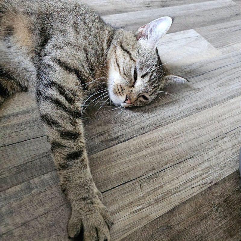 NALA - Chat Européen à adopter - photo 9