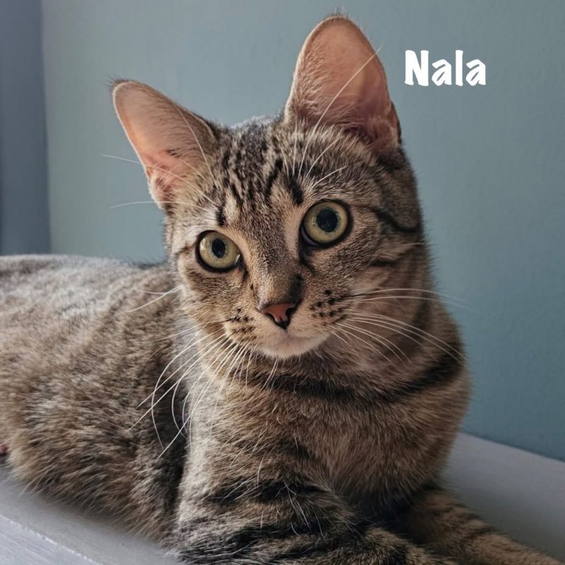NALA - Chat Européen à adopter - photo 3