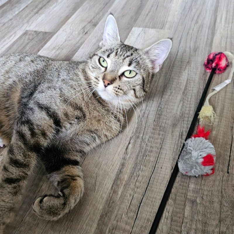 NALA - Chat Européen à adopter - photo 8
