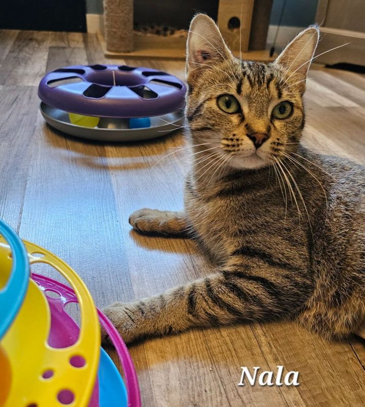 NALA - Chat Européen à adopter
