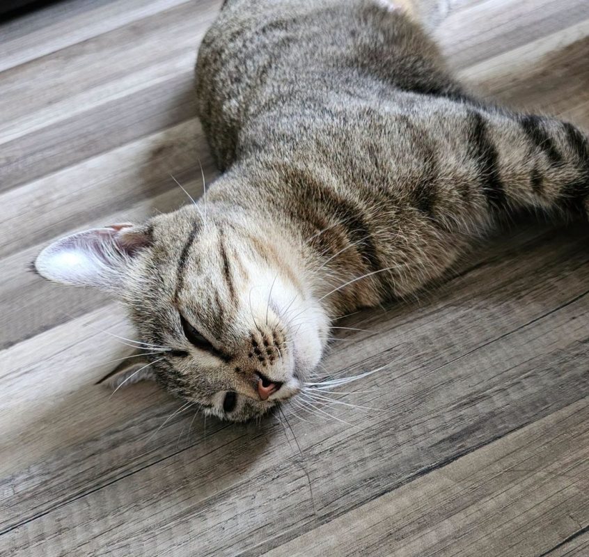 NALA - Chat Européen à adopter - photo 6