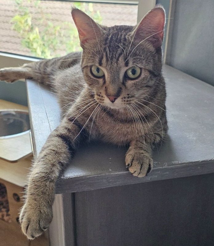 NALA - Chat Européen à adopter - photo 4