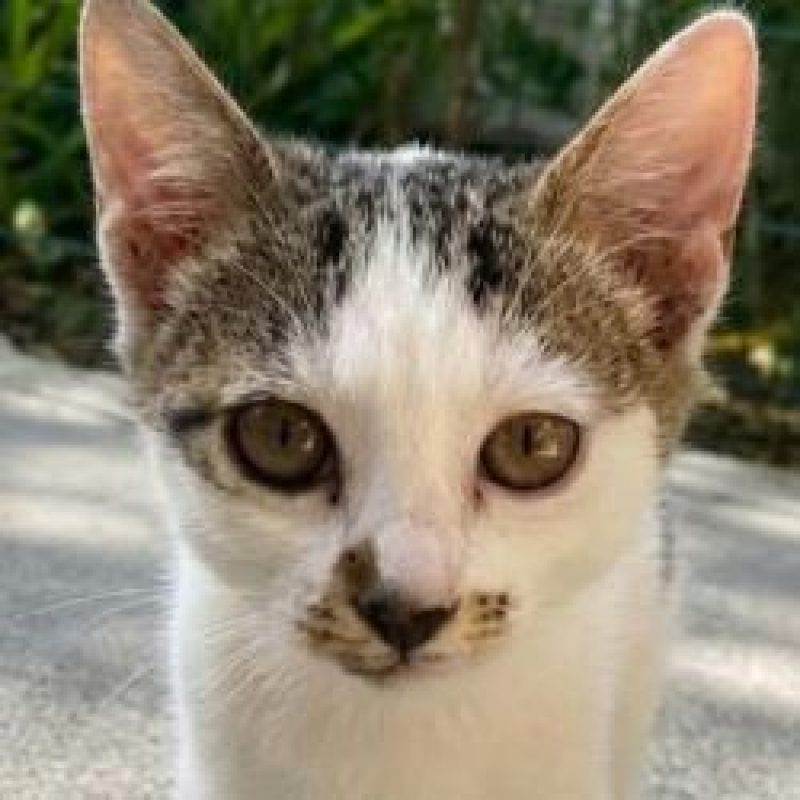 Ulya - Chat à adopter
