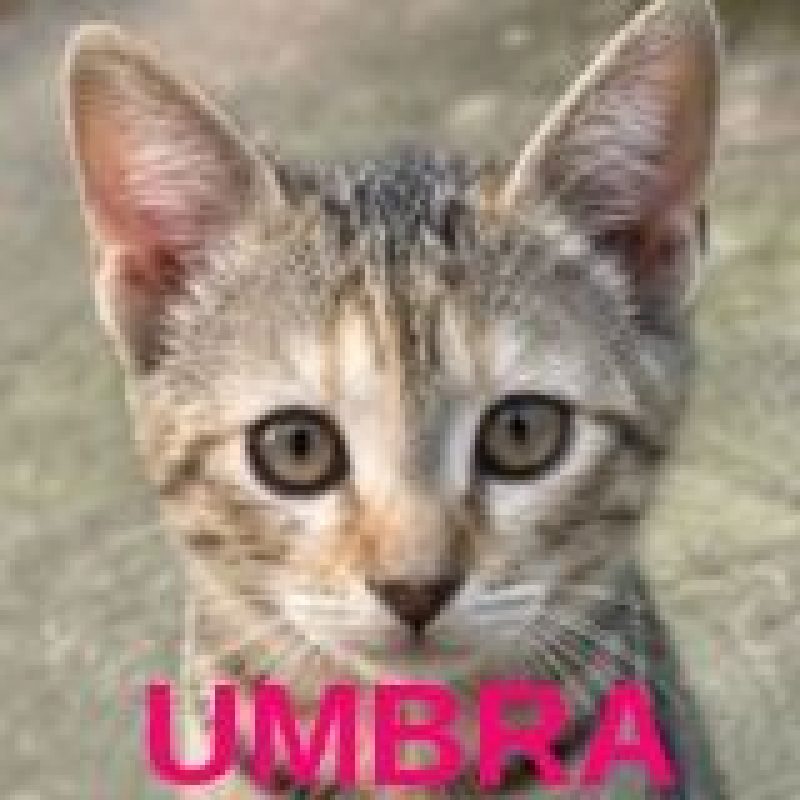Umbra - Chat à adopter