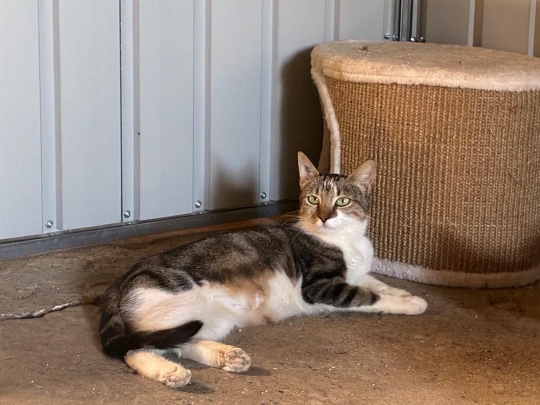 Aloha - Chat Européen à adopter