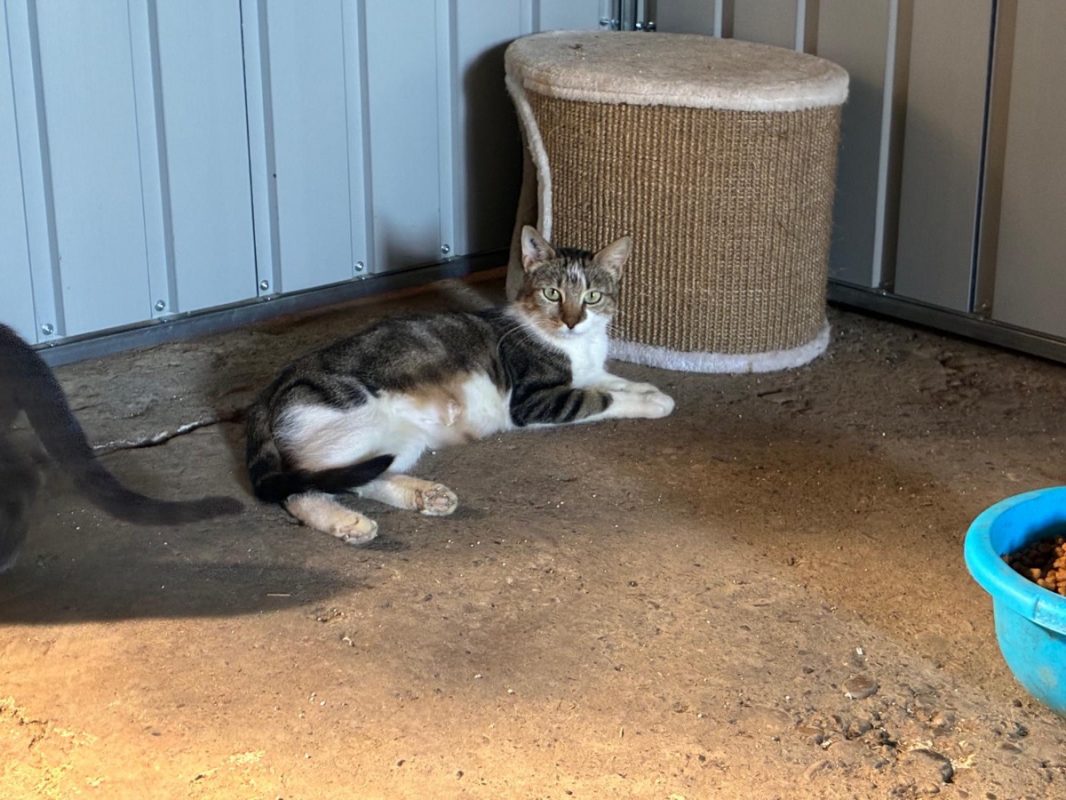 Aloha - Chat Européen à adopter - photo 2