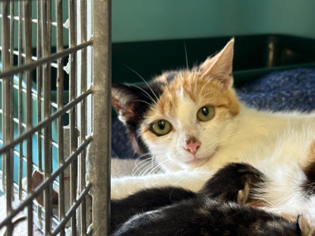 Mimosa - Chat Européen à adopter