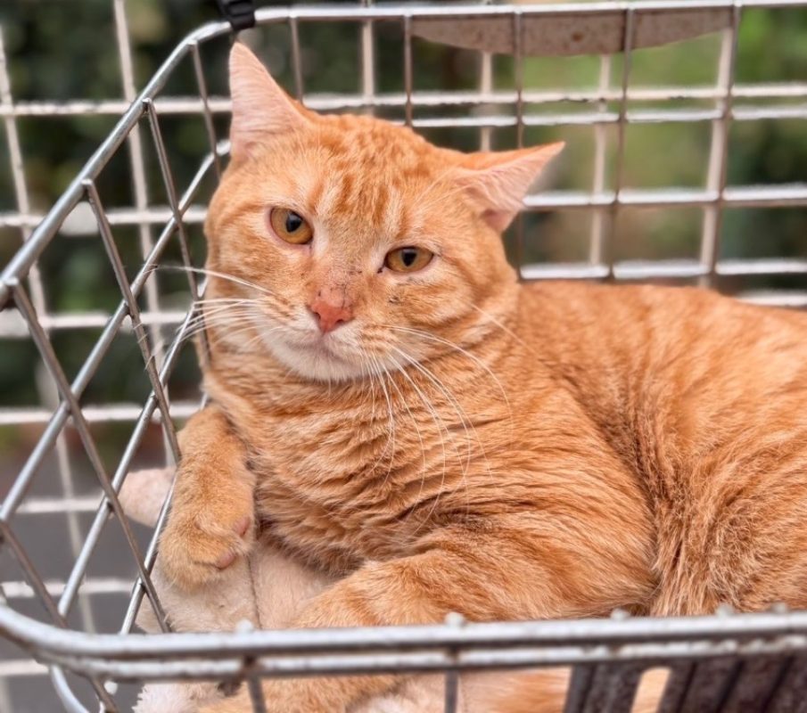 Dandinou - Chat Européen à adopter