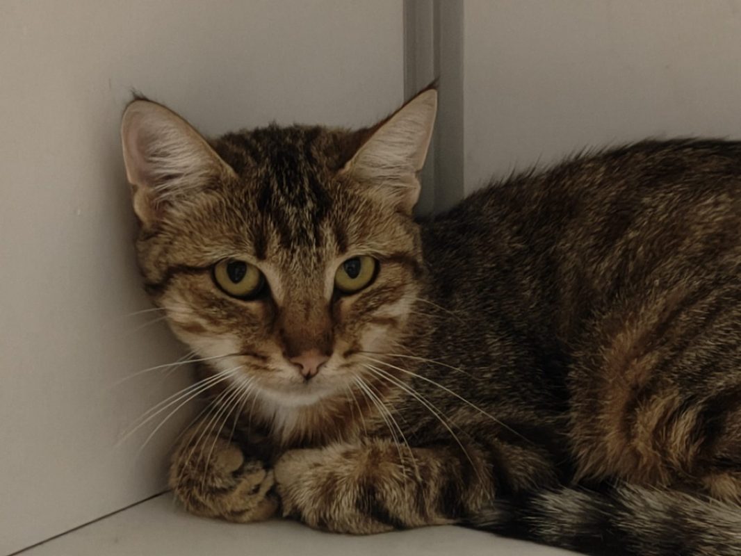 Simone - Chat Européen à adopter