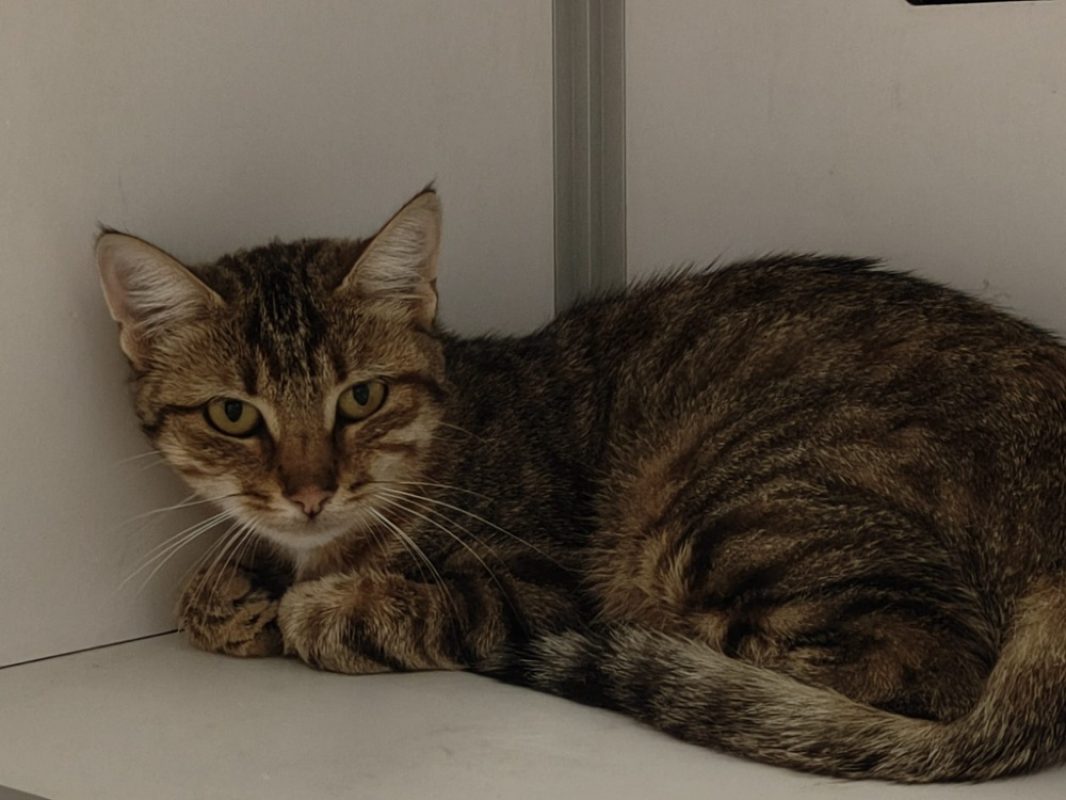 Simone - Chat Européen à adopter - photo 2