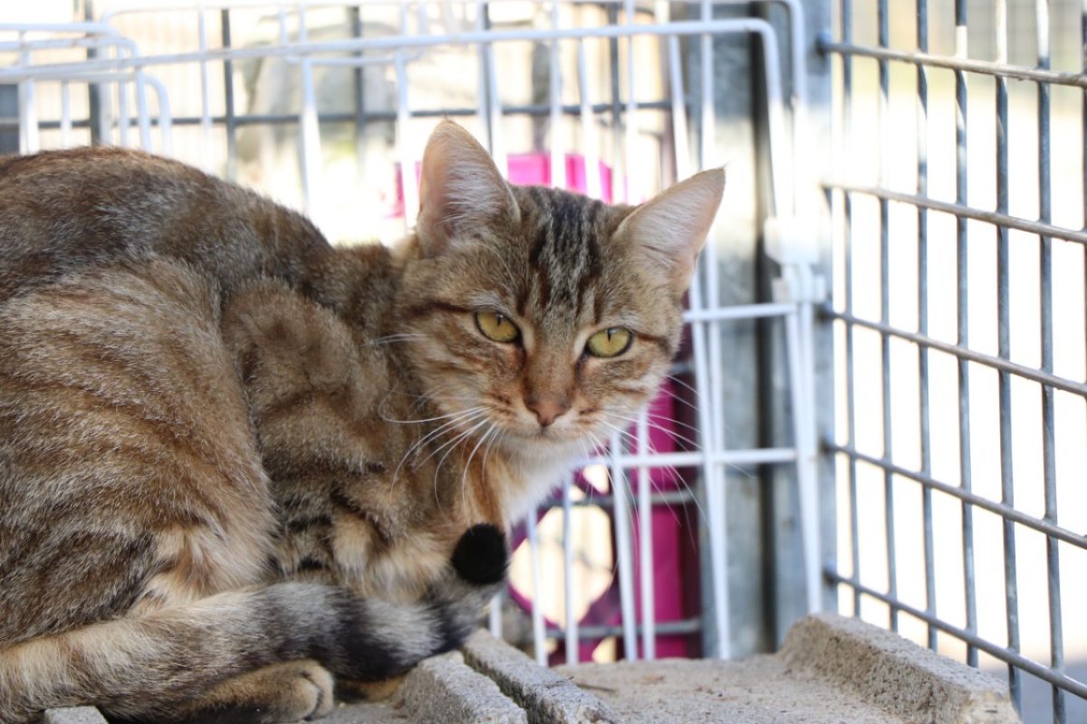 Simone - Chat Européen à adopter