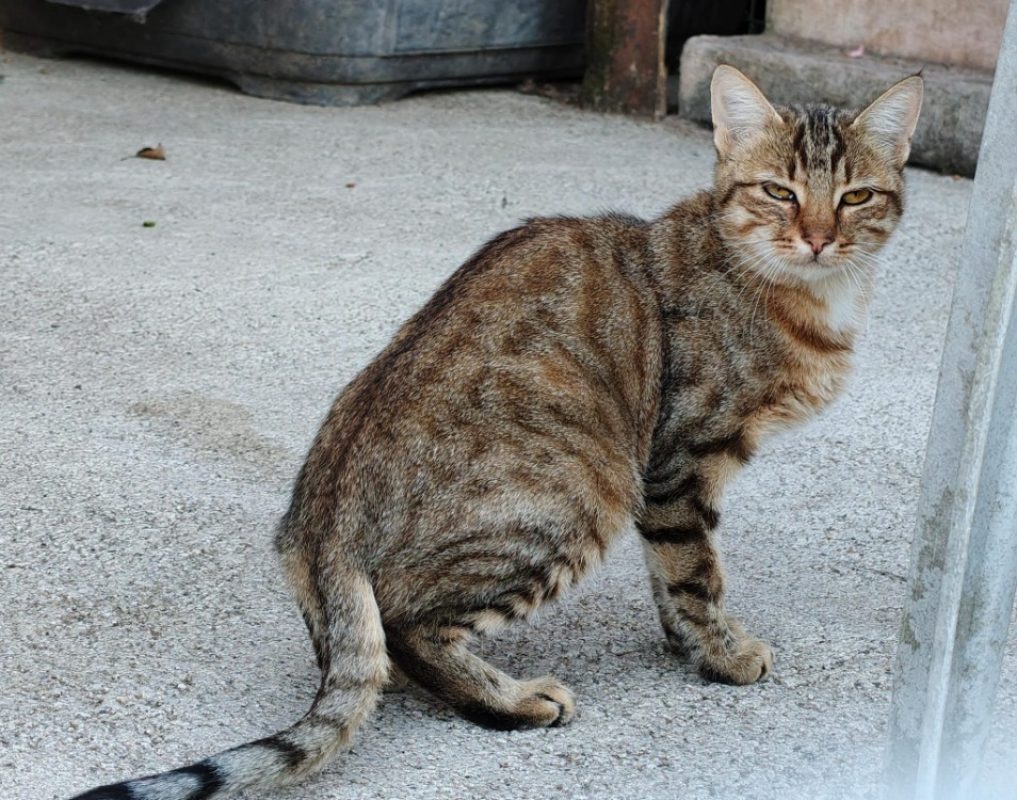 Simone - Chat Européen à adopter - photo 2