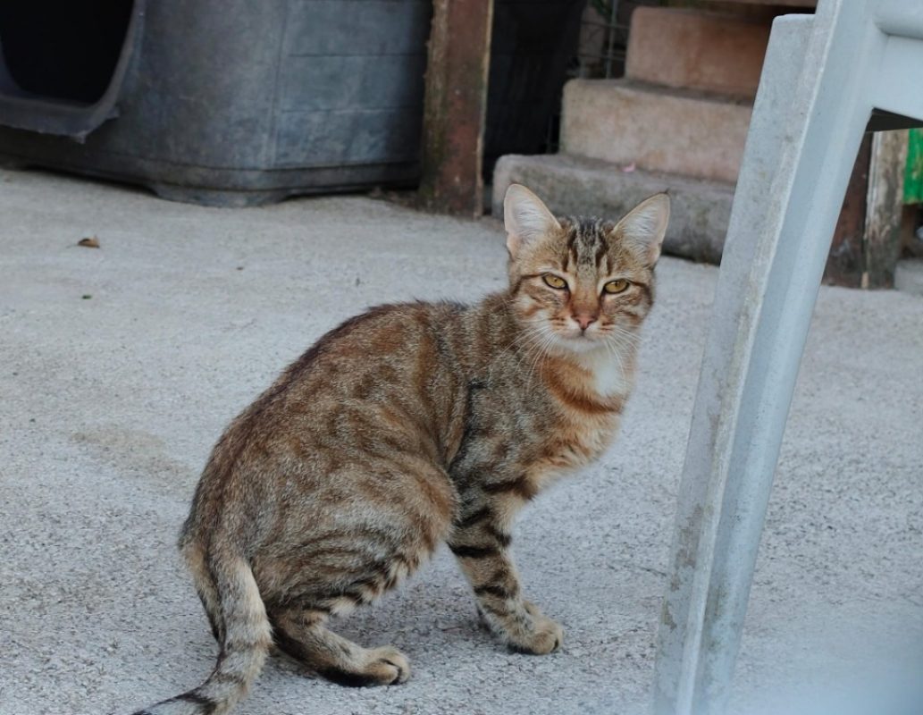 Simone - Chat Européen à adopter - photo 4