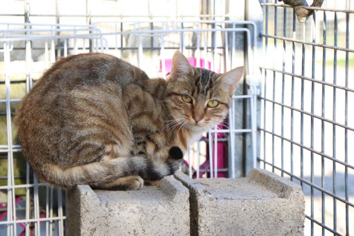 Simone - Chat Européen à adopter - photo 5