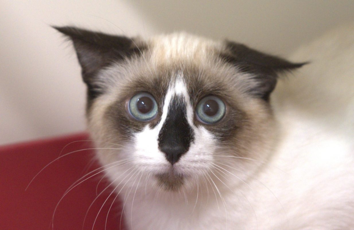 Bruxelles - Chat à adopter