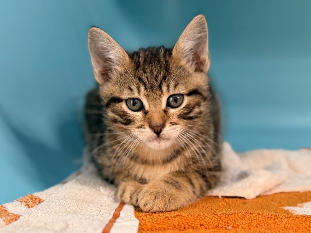 Grouille - Chat Européen à adopter