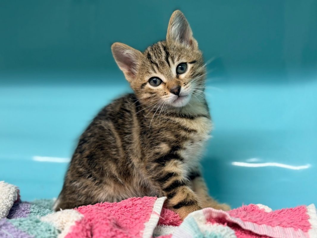 Pantoufle - Chat Européen à adopter