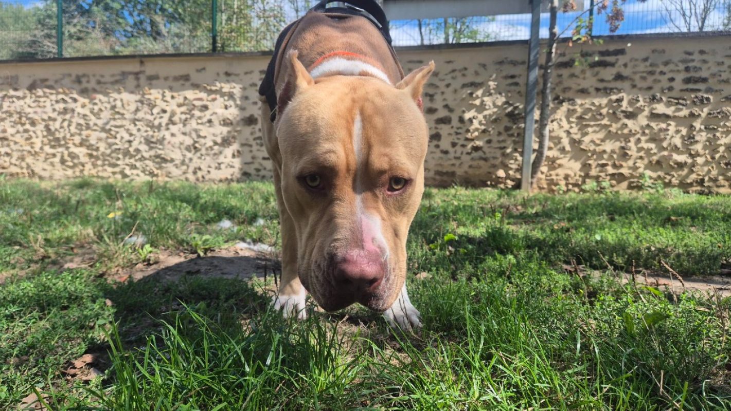 Chucky - Chien à adopter