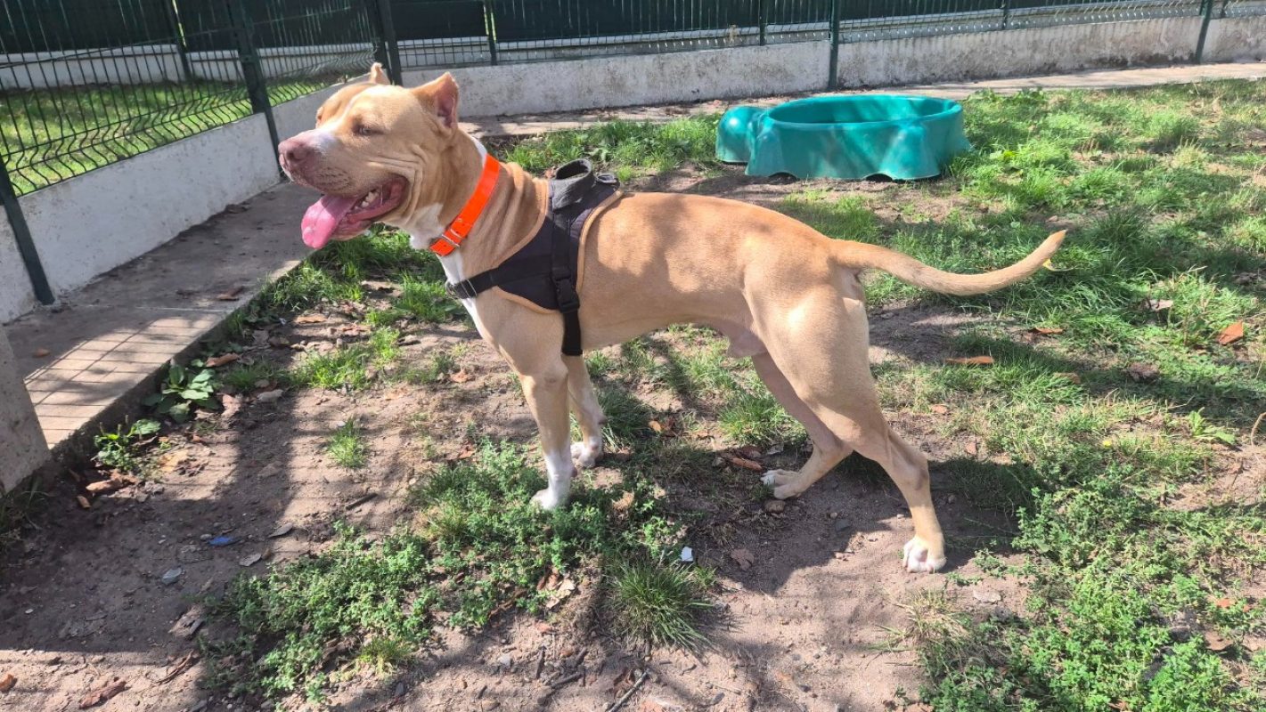 Chucky - Chien à adopter - photo 2