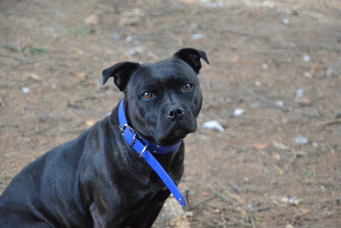 Mailli - Chien Staffordshire Bull Terrier à adopter