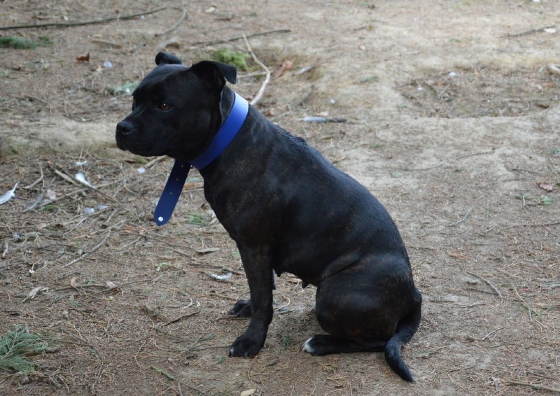 Mailli - Chien Staffordshire Bull Terrier à adopter - photo 2
