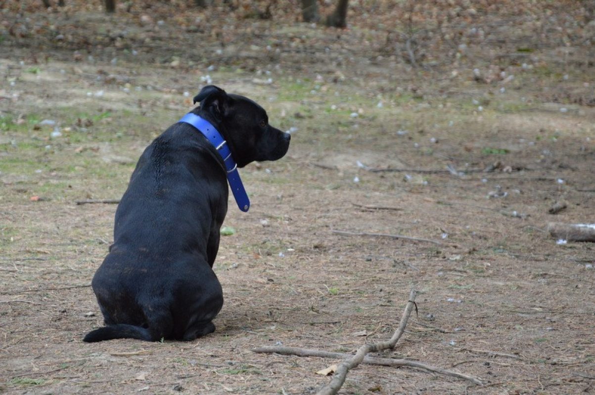 Mailli - Chien Staffordshire Bull Terrier à adopter - photo 3