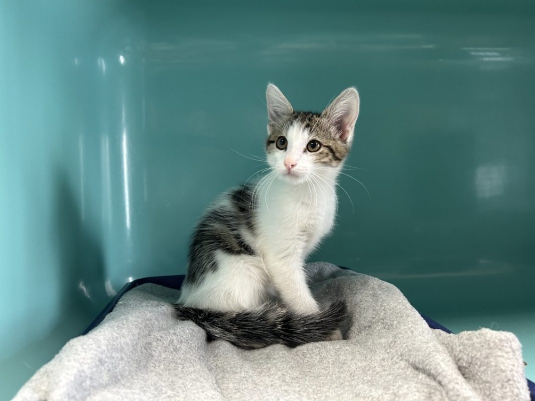 Fripouille - Chat Européen à adopter