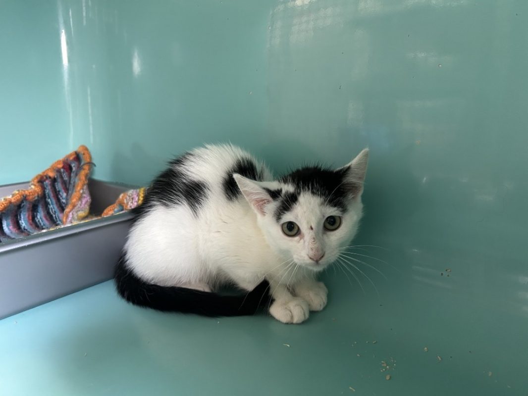 Madame - Chat Européen à adopter