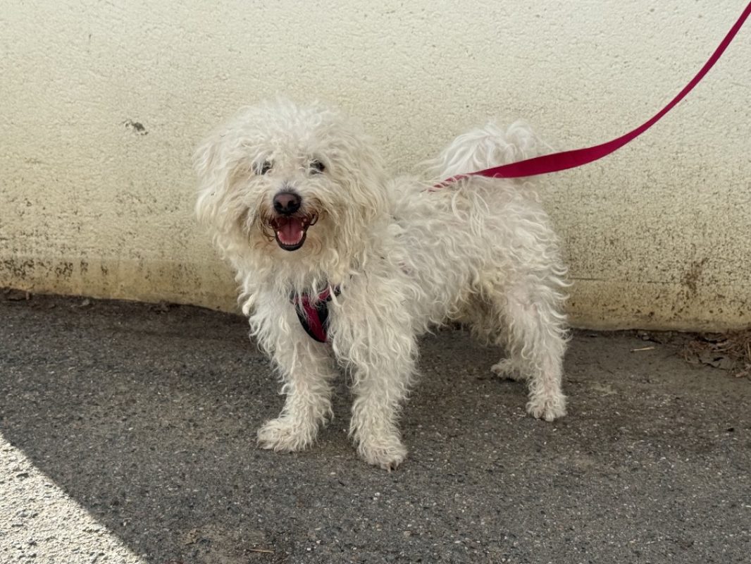 Pitchou - Chien Bichon à poil frisé à adopter