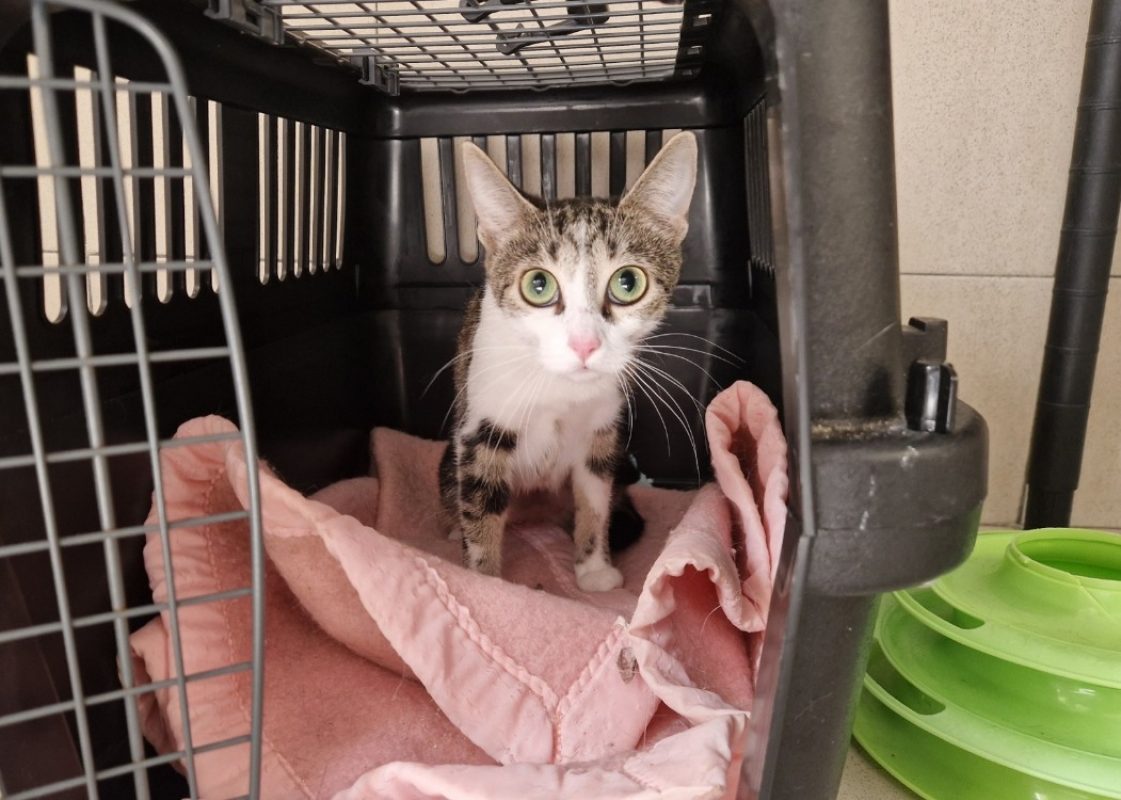 Agatha - Chat Européen à adopter