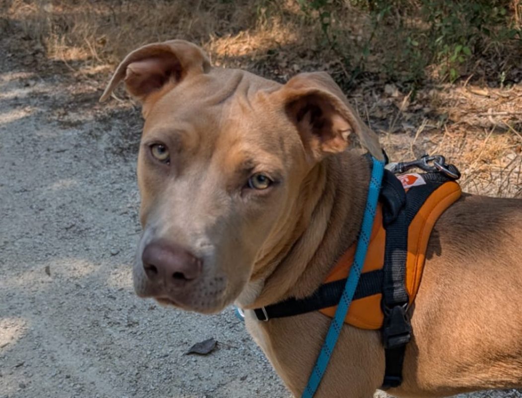 Luna - Chien à adopter
