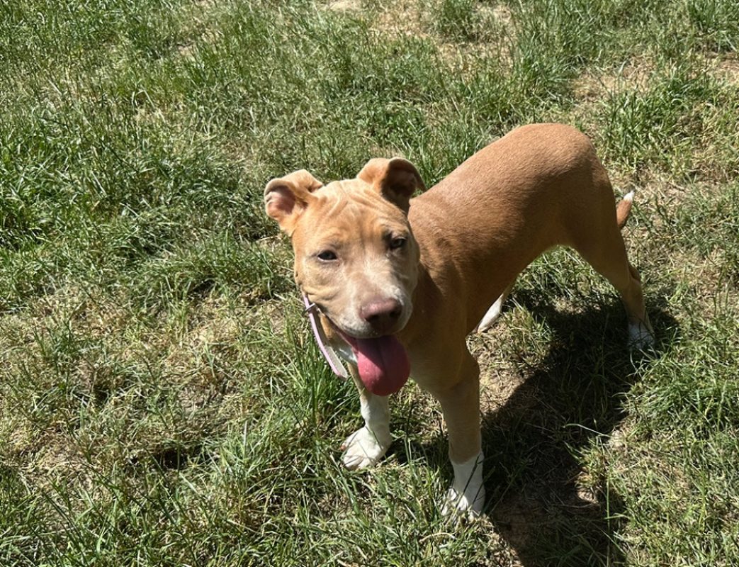 Luna - Chien à adopter - photo 2