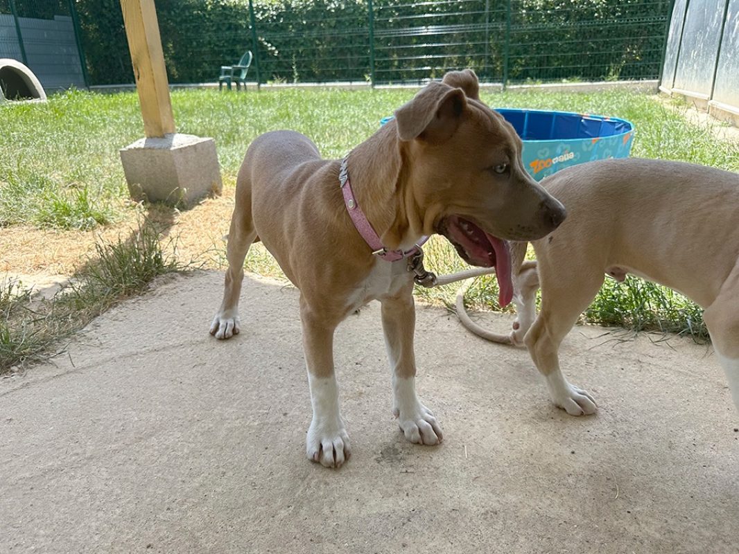 Luna - Chien à adopter - photo 3