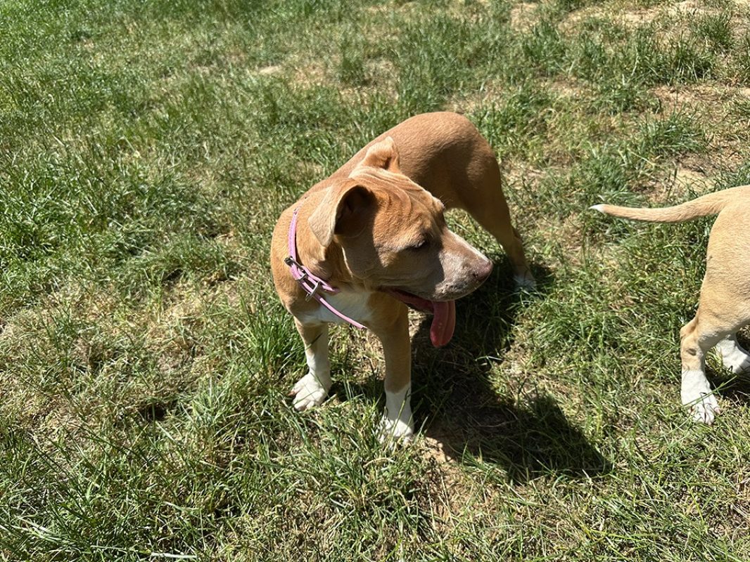 Luna - Chien à adopter - photo 4