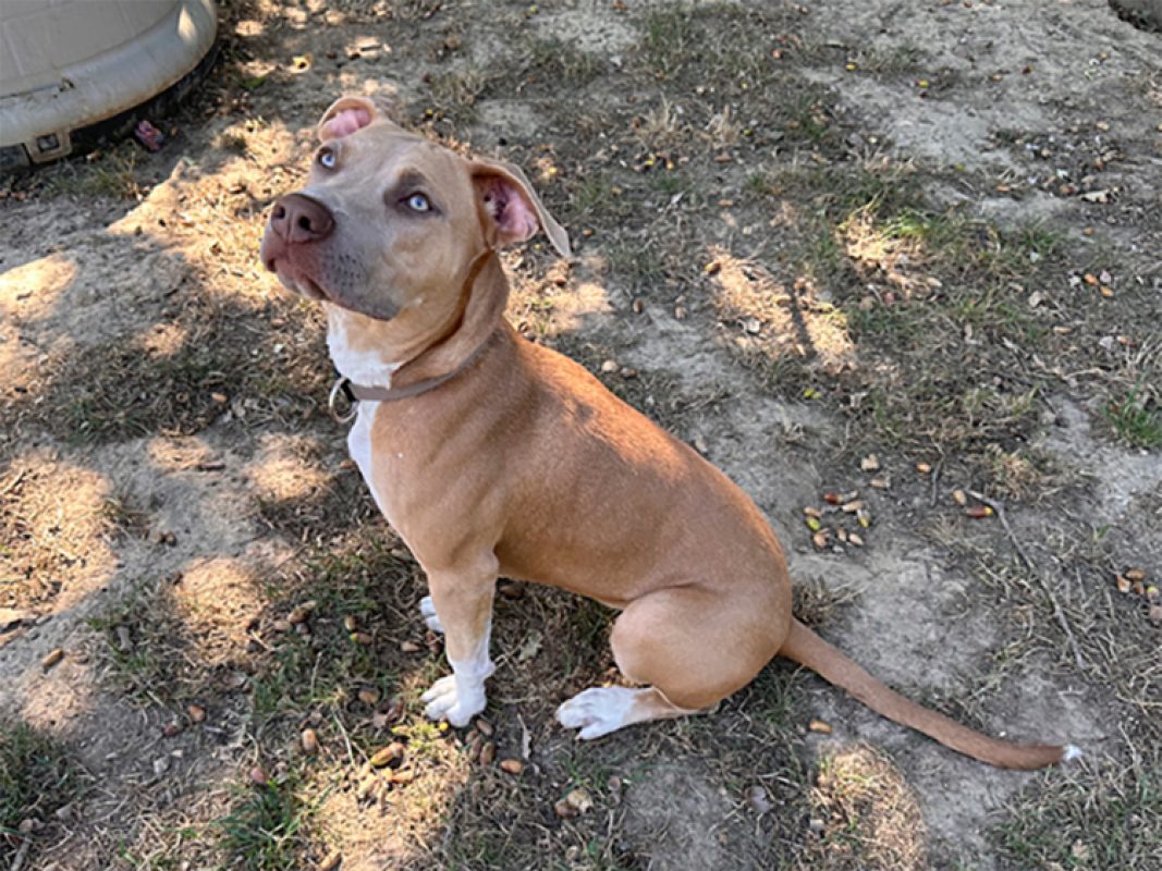 Luna - Chien à adopter