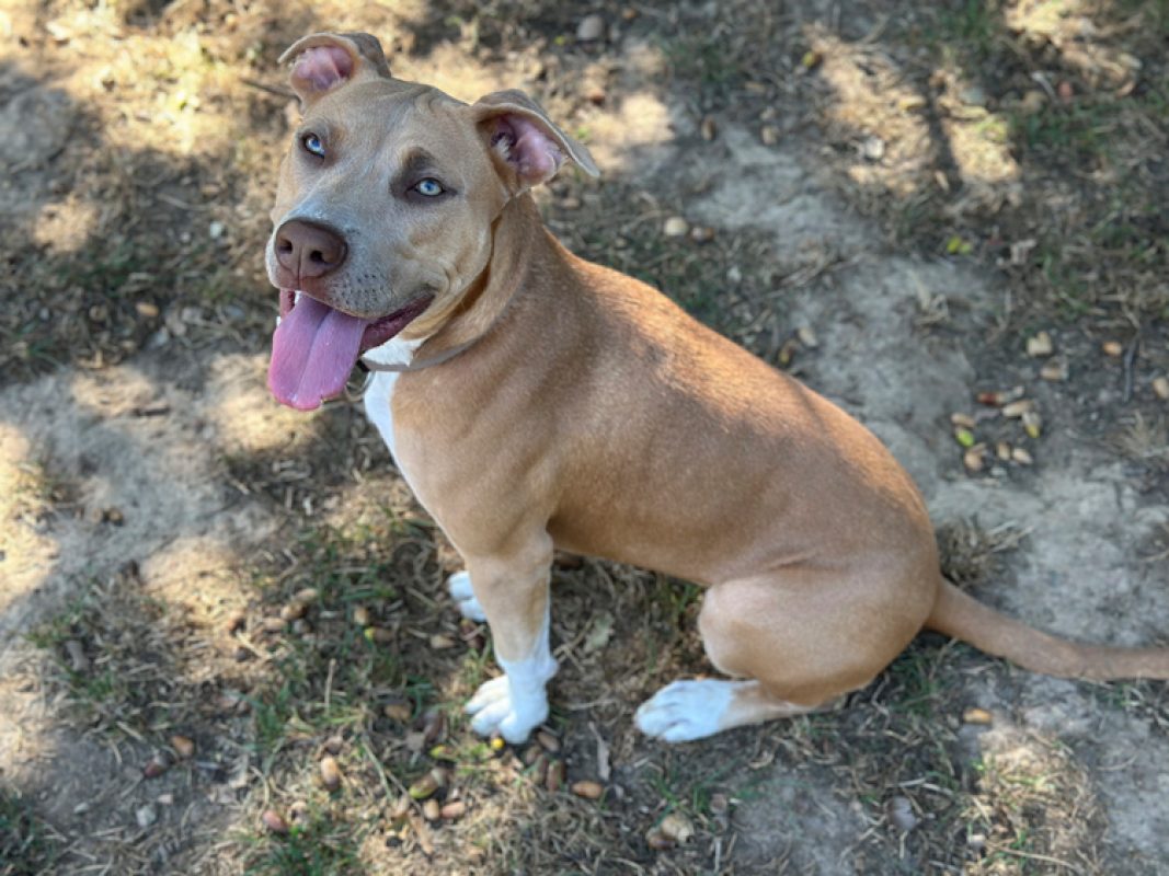 Luna - Chien à adopter - photo 2