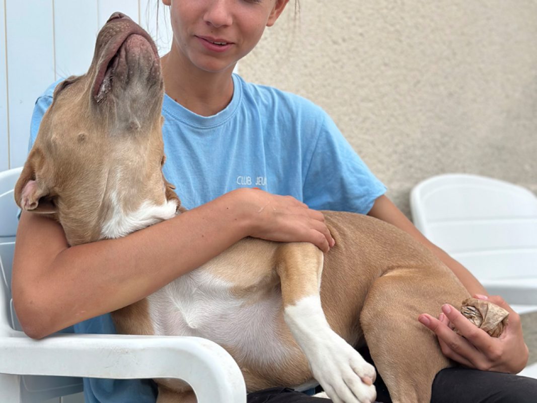 Luna - Chien à adopter - photo 3