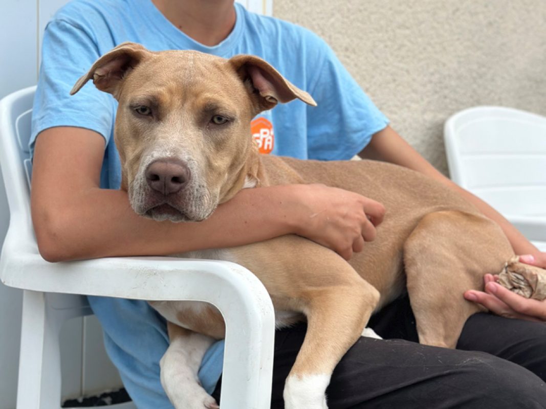 Luna - Chien à adopter - photo 4
