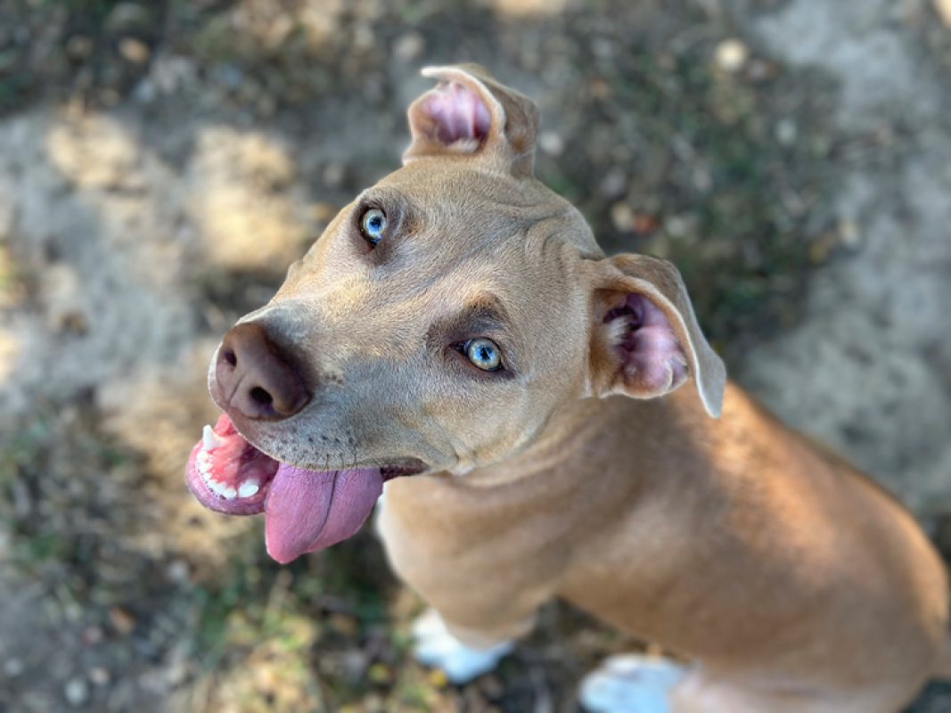 Luna - Chien à adopter - photo 5