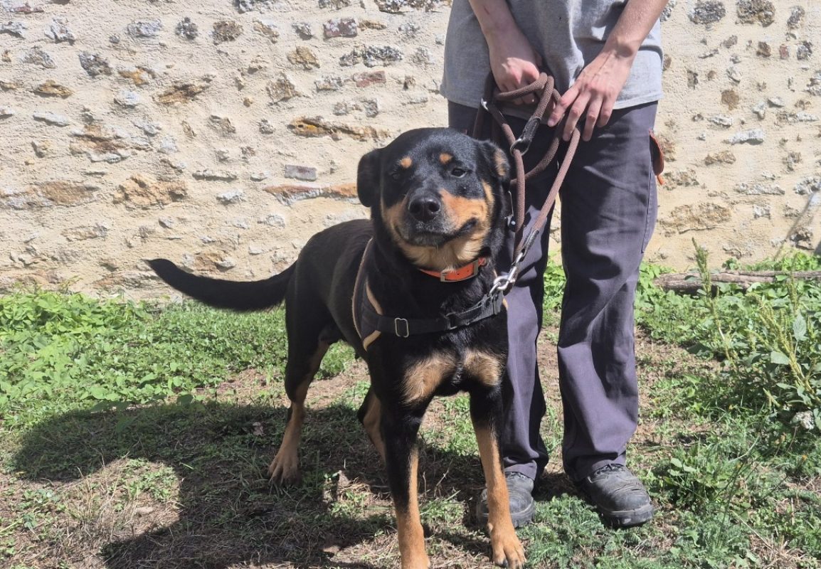 Princesse petit coeur - Chien à adopter