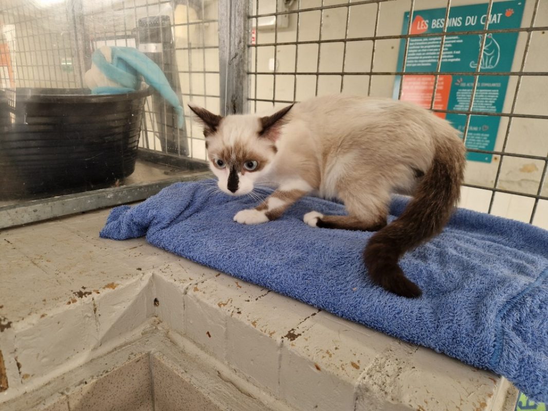 Sealy - Chat Européen à adopter