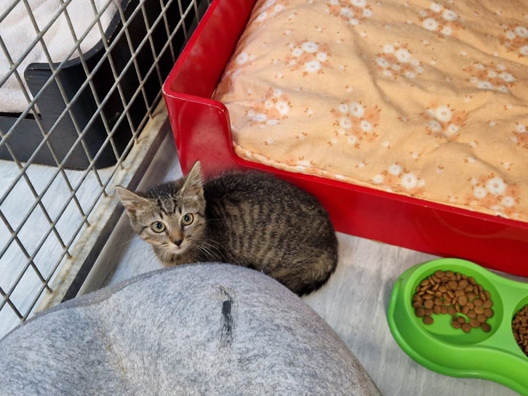Aureole - Chat Européen à adopter