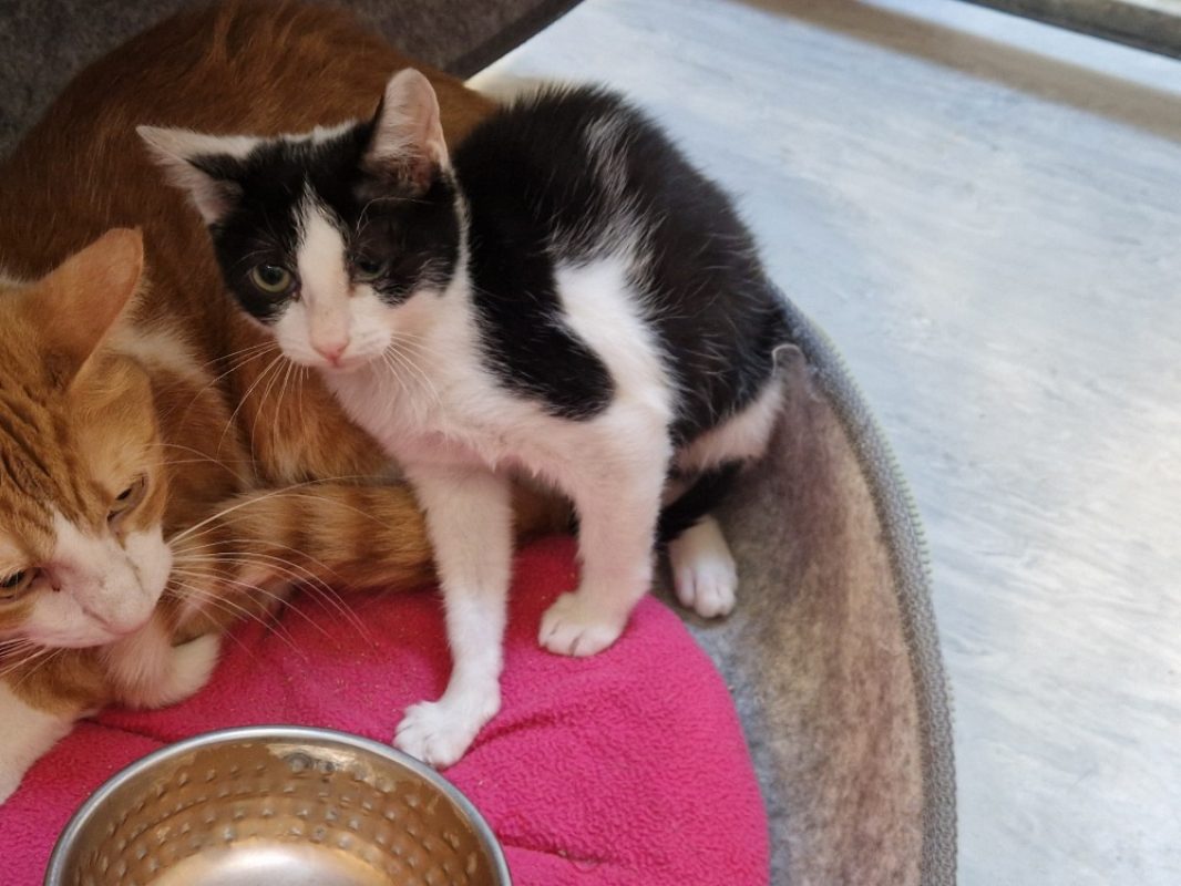 Perseides - Chat Européen à adopter