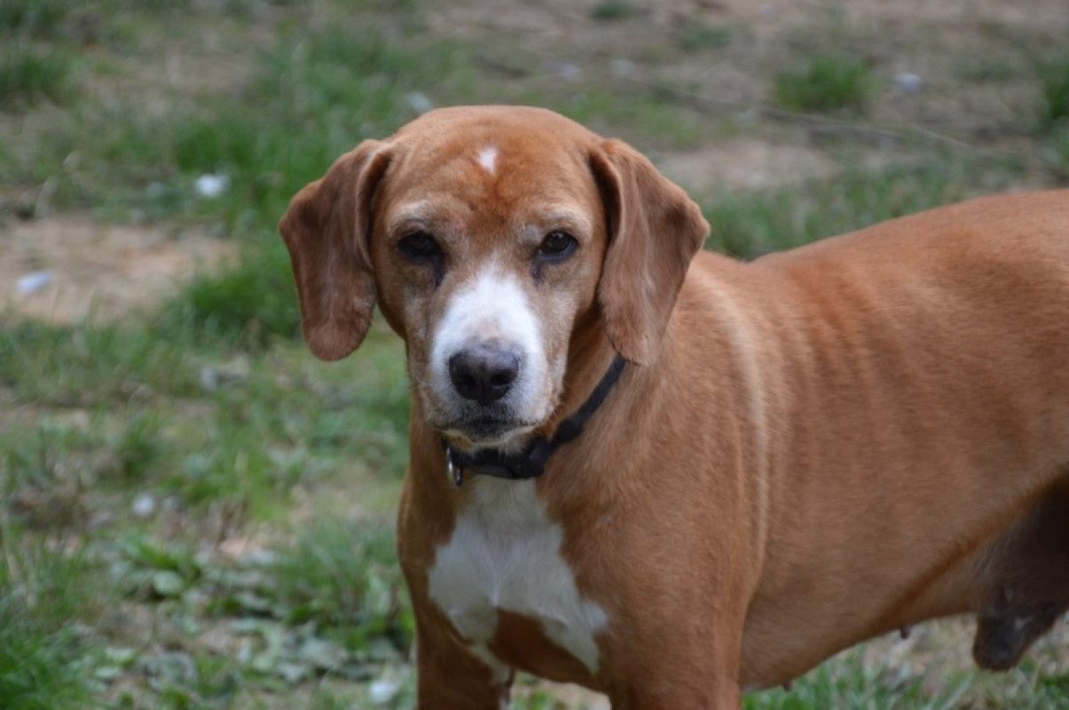 Pego - Chien à adopter