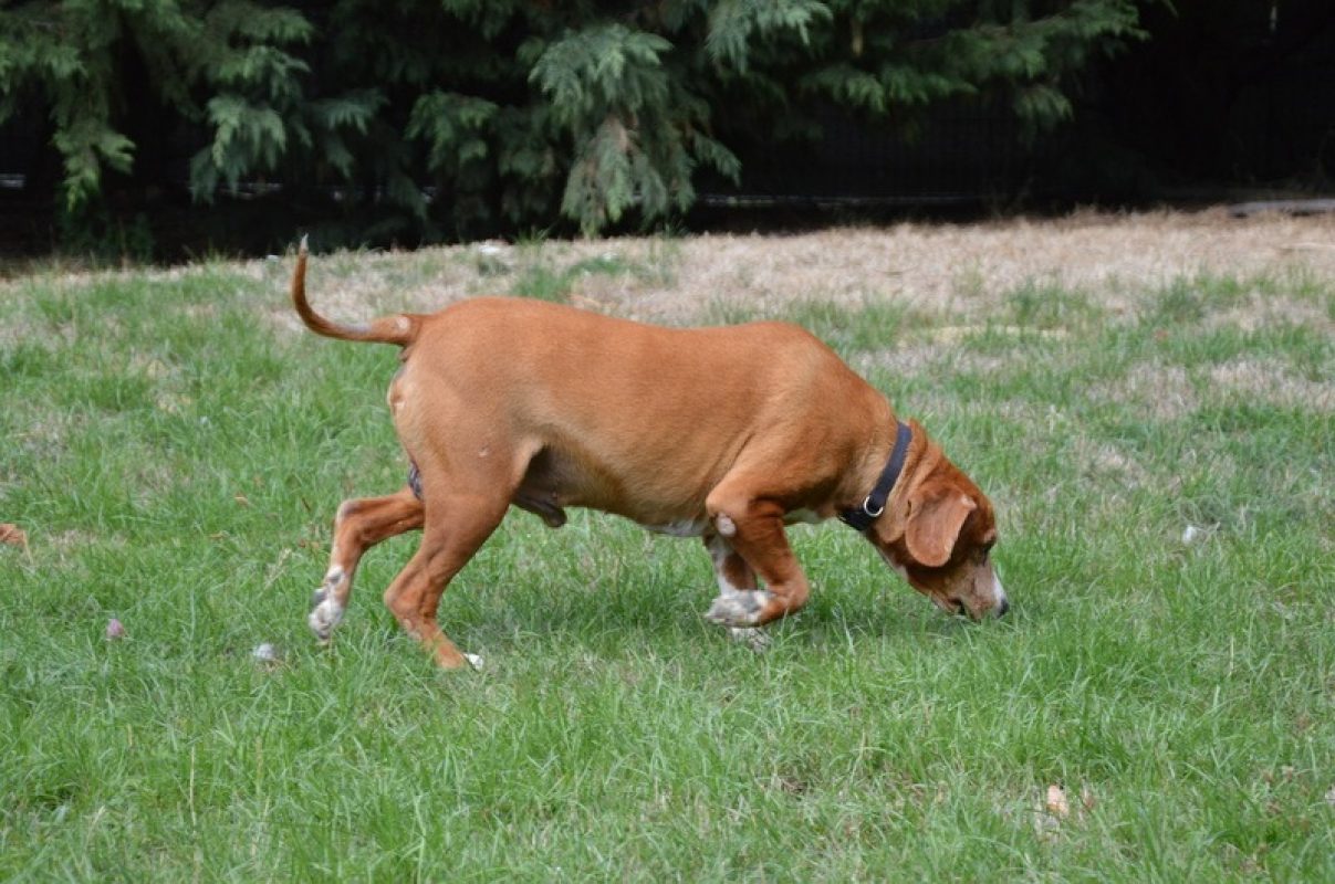Pego - Chien à adopter - photo 2